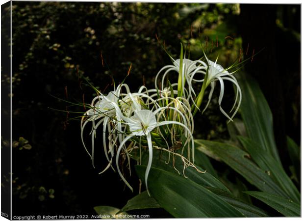 Spider Lily Canvas Print by Robert Murray
