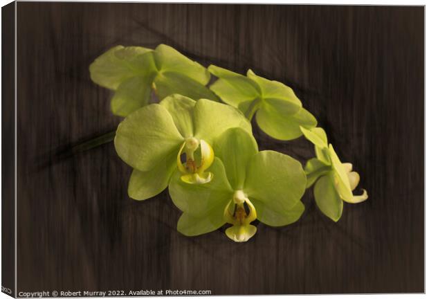 Yellow moth orchid Canvas Print by Robert Murray