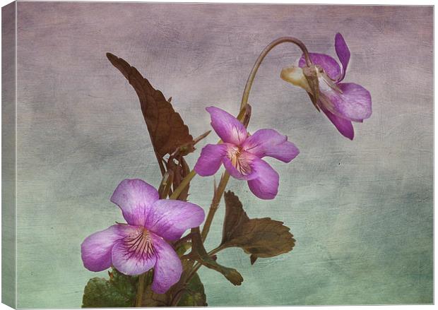 Enchanting Viola Labradorica Canvas Print by Robert Murray