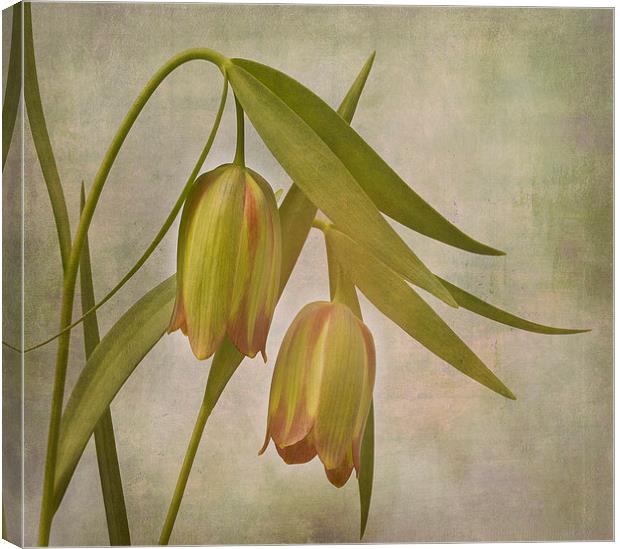 Tranquil Bells of Fritillaria Pontica Canvas Print by Robert Murray
