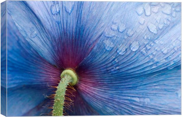 Majestic Blue Poppy. Canvas Print by Robert Murray