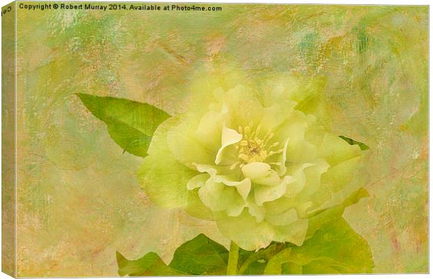 Elegant Yellow Hellebore Blossom Canvas Print by Robert Murray