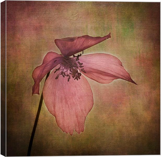 Meconopsis x cookei Canvas Print by Robert Murray
