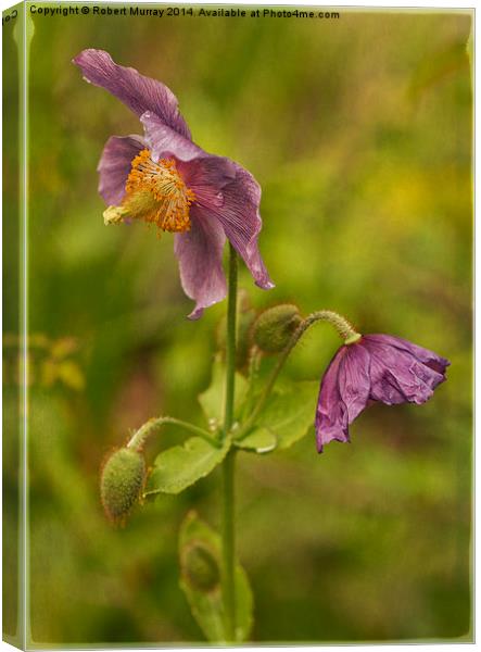 Meconopsis Canvas Print by Robert Murray