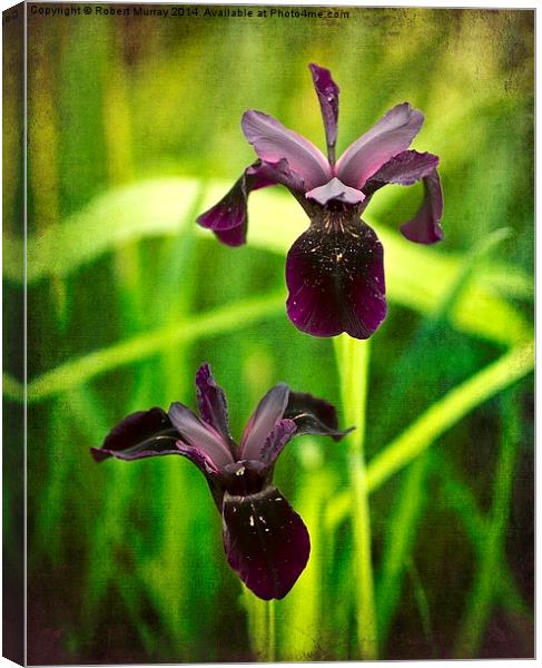 Black Iris Canvas Print by Robert Murray