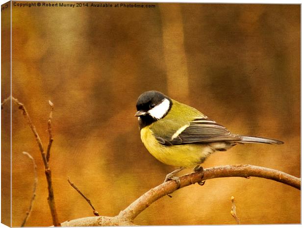  Great Tit Canvas Print by Robert Murray