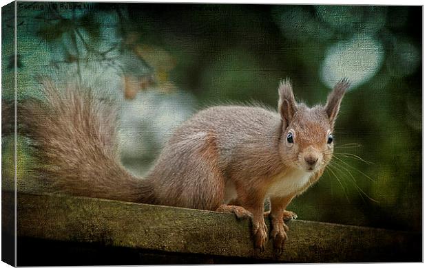  Red Squirrel 2 Canvas Print by Robert Murray