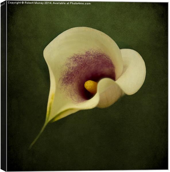  Calla Lily Canvas Print by Robert Murray