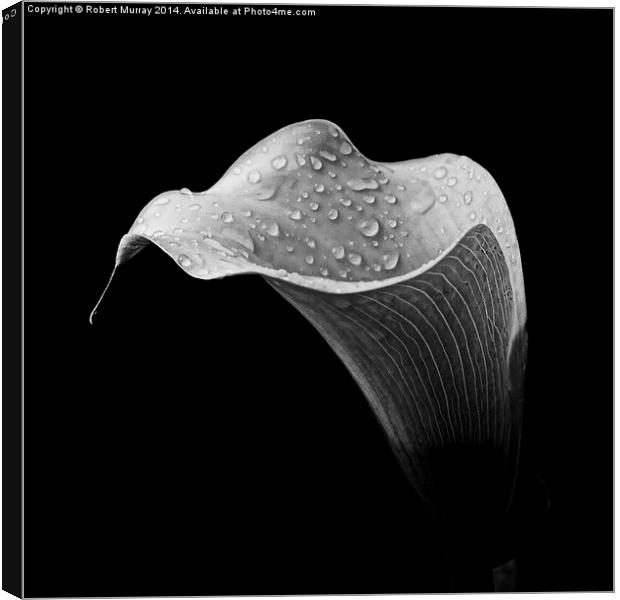  Calla in Black and White Canvas Print by Robert Murray