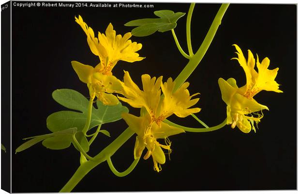  Canary Creeper Canvas Print by Robert Murray