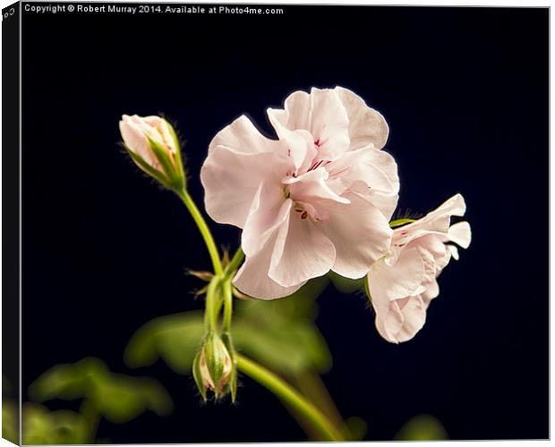  Pelargonium Canvas Print by Robert Murray