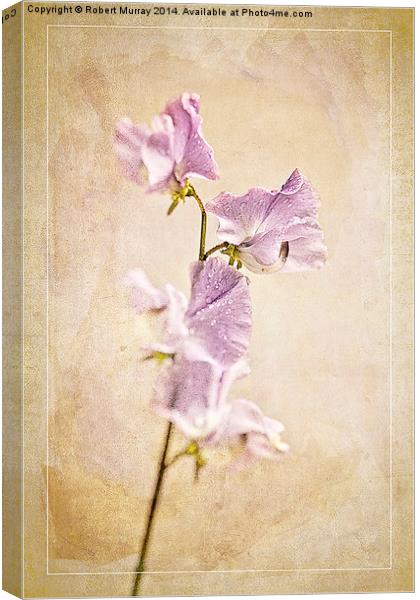  Sweet Pea Canvas Print by Robert Murray