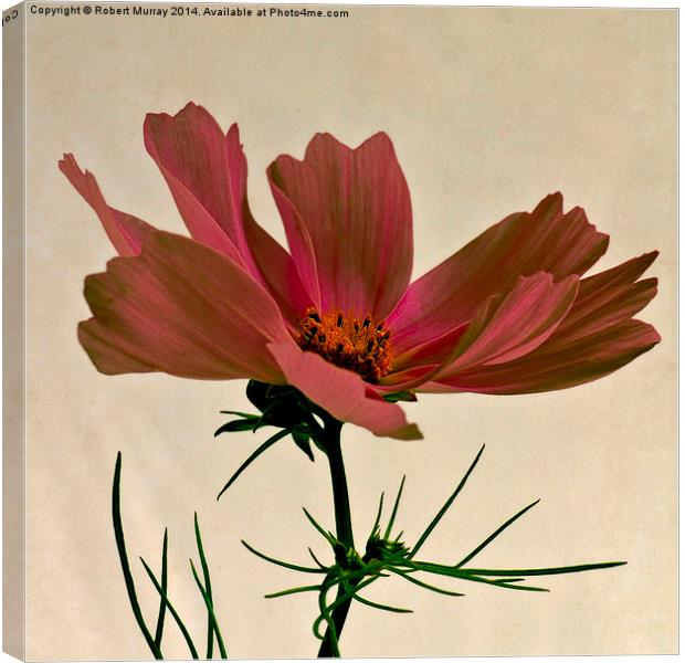  Red Cosmos Canvas Print by Robert Murray