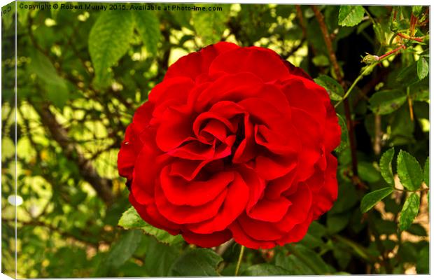  Red Rose Canvas Print by Robert Murray
