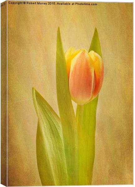  Tulip Sunrise Canvas Print by Robert Murray