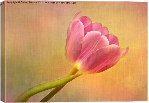  Tulip Sunshine Canvas Print by Robert Murray