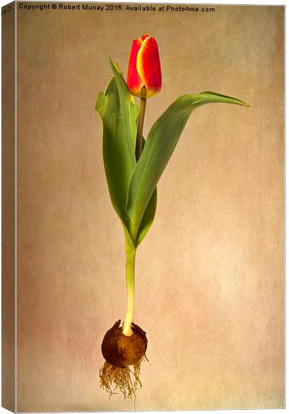  Botanical Tulip Canvas Print by Robert Murray