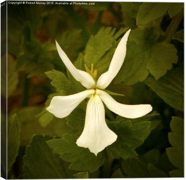Viola cornuta Canvas Print by Robert Murray