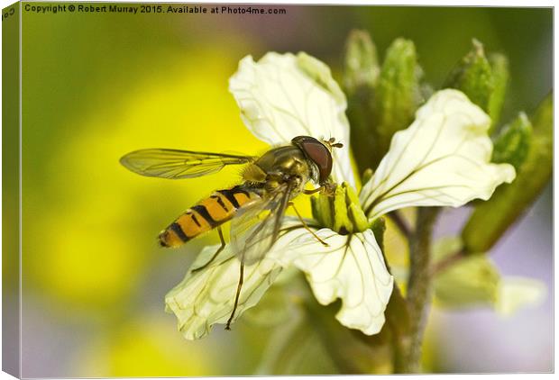  Hoverfly Canvas Print by Robert Murray