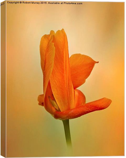  Orange Twirl Canvas Print by Robert Murray