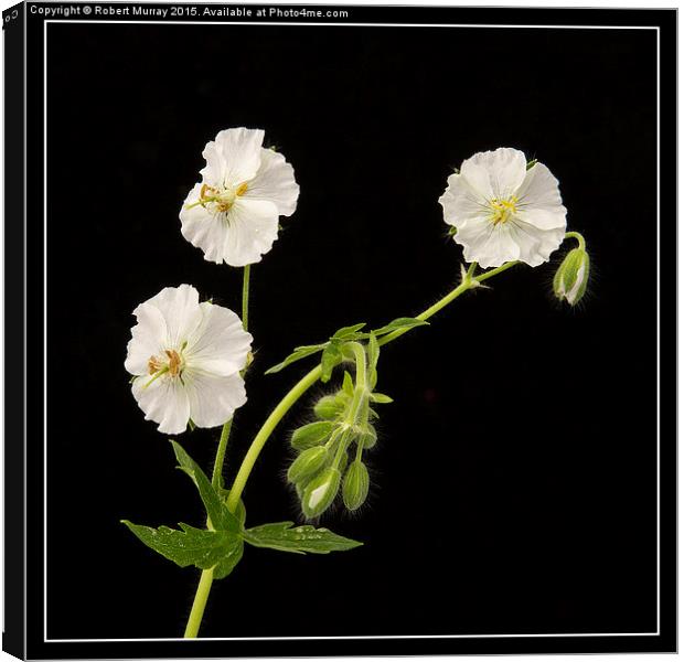   White Dusky Cranesbill Canvas Print by Robert Murray