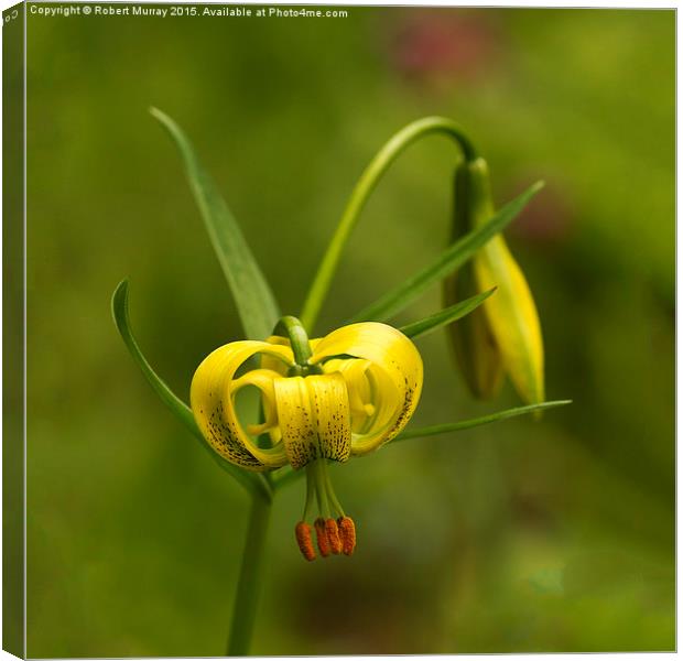 Yellow Turk's Cap Lily  Canvas Print by Robert Murray