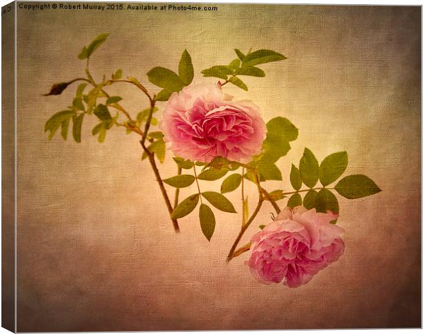  Beauty in Pink Canvas Print by Robert Murray