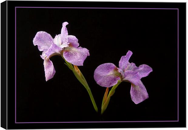  Beautiful Irises Canvas Print by Robert Murray