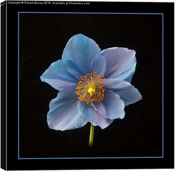 Himalayan Blue Poppy Canvas Print by Robert Murray