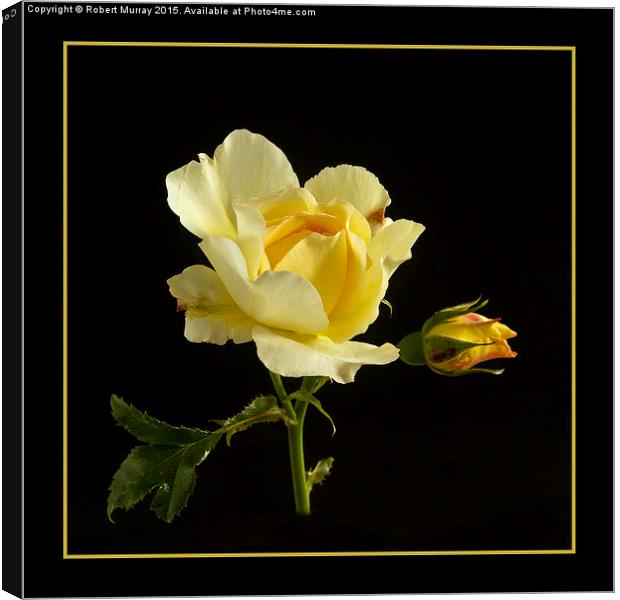  Last Rose of Summer Canvas Print by Robert Murray