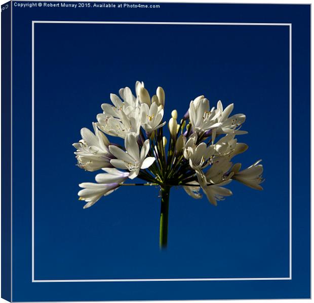  White Agapanthus Canvas Print by Robert Murray