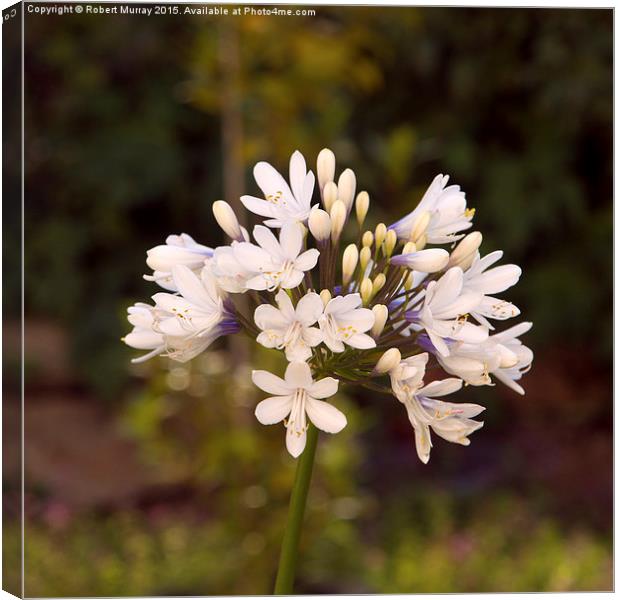 White Agapanthus 2  Canvas Print by Robert Murray