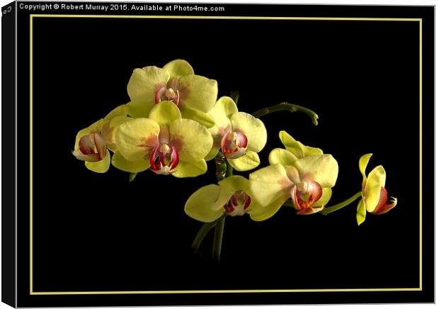 Moth Orchid  Canvas Print by Robert Murray