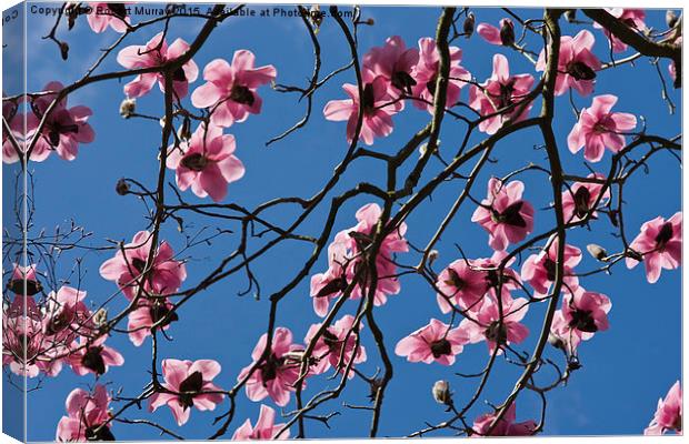  Pink Magnolia Canvas Print by Robert Murray