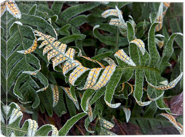  Frosted Fern Canvas Print by Robert Murray