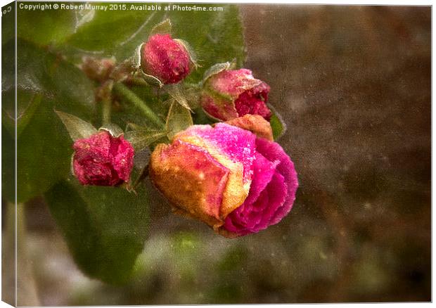  The Last Rosebuds Canvas Print by Robert Murray