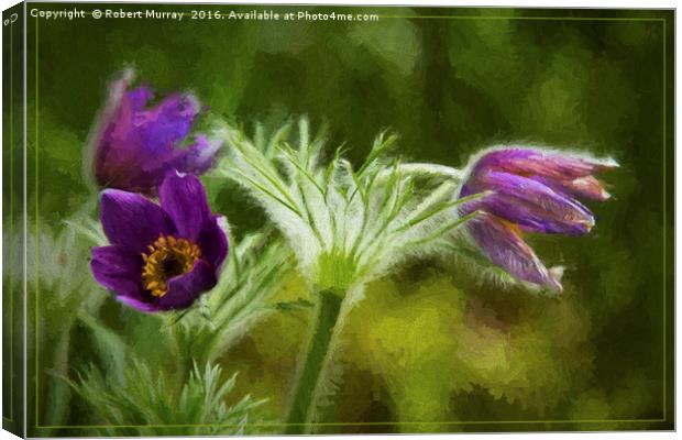 Pasqueflower Canvas Print by Robert Murray