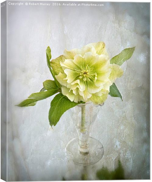 Hellebore on Ice Canvas Print by Robert Murray