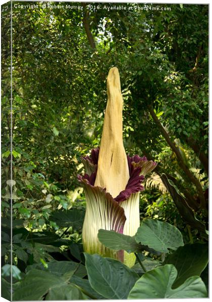 Titan Arum Canvas Print by Robert Murray