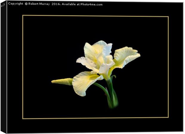 Iris sibirica Canvas Print by Robert Murray