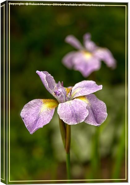 Siberian Iris Canvas Print by Robert Murray