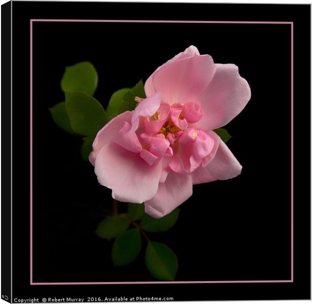 Blousy Rose Canvas Print by Robert Murray
