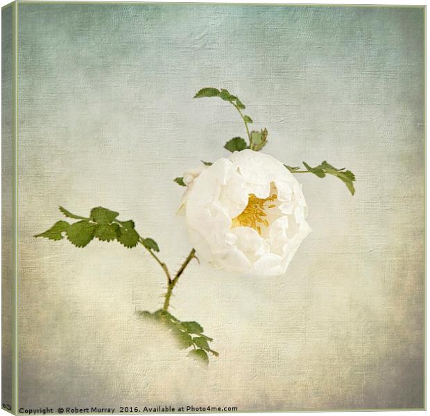Jacobite Rose Canvas Print by Robert Murray