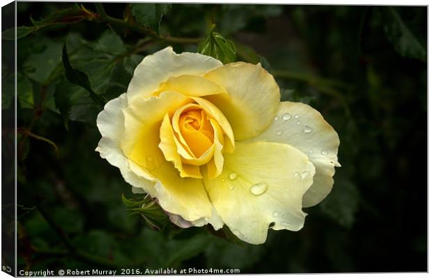 Yellow Rose Canvas Print by Robert Murray