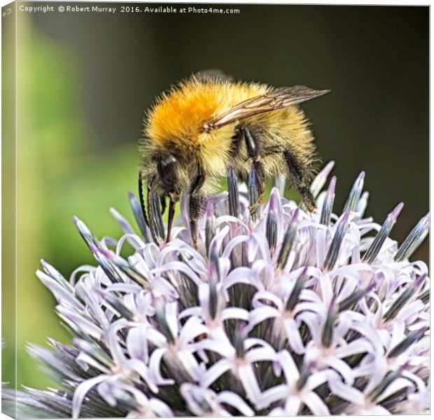 Bumble Bee Canvas Print by Robert Murray