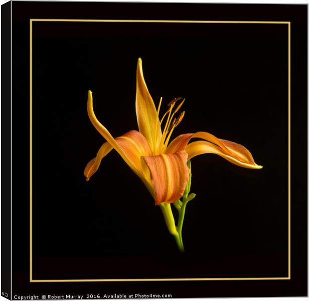 Gilded Lily Canvas Print by Robert Murray