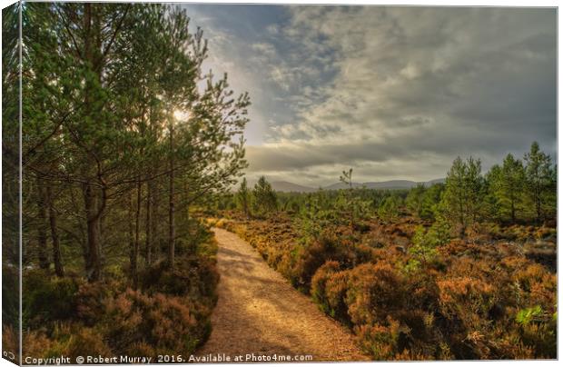 Morning Walk in Abernethy Forest Canvas Print by Robert Murray