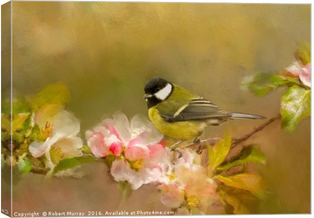 Great Tit Canvas Print by Robert Murray