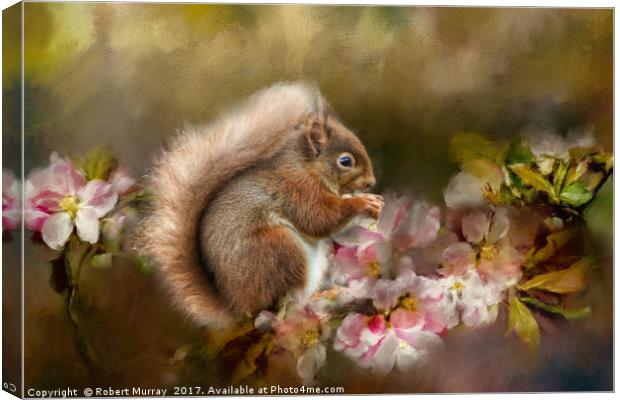 Red Squirrel Canvas Print by Robert Murray