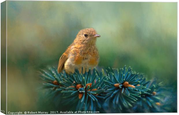 Young Robin on Pine Tree Canvas Print by Robert Murray